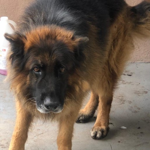Perro perdido german shepherd, Macho, color cafe