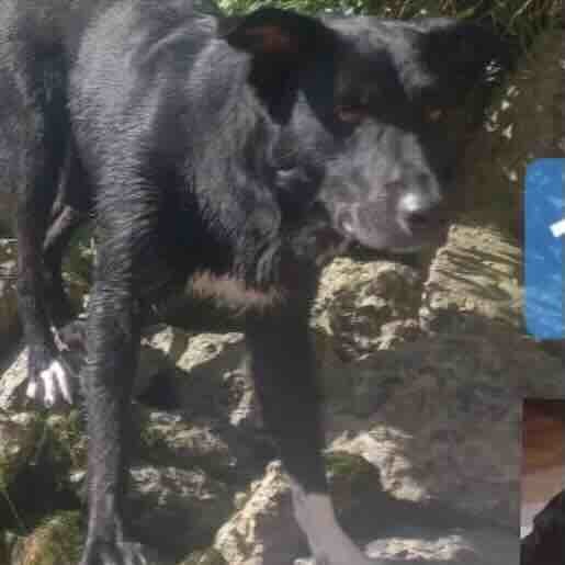Perro perdido labmix, Macho, color negro