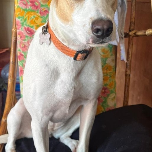 Perro perdido English Foxhound, Hembra, color blanco