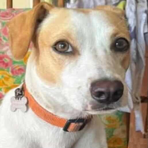 Perro perdido English Foxhound color blanco