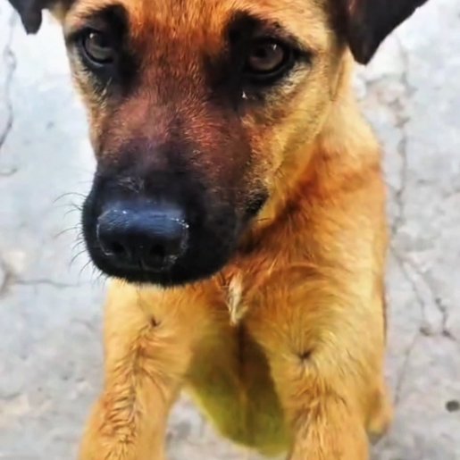 Perro perdido boxer beagle mix, Hembra, color cafe