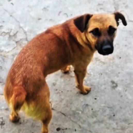 Perro perdido boxer beagle mix color cafe