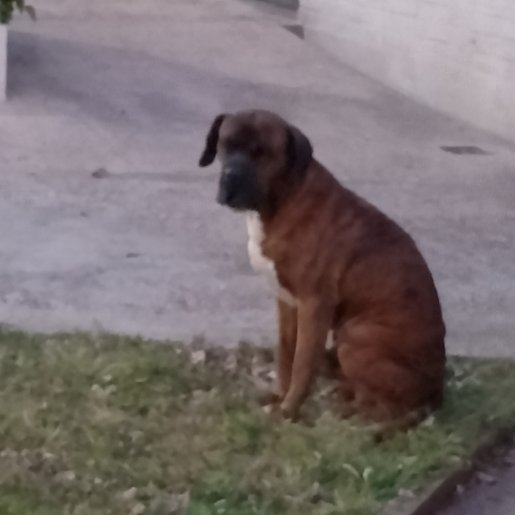Perro perdido great dane color cafe