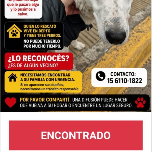 Perro perdido bull terrier, Macho, color blanco