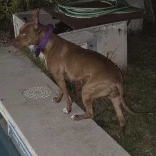 Perro perdido bull terrier color cafe