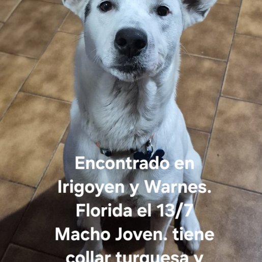 Perro perdido american pit bull, Macho, color blanco