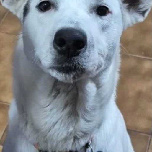 Perro perdido american pit bull color blanco