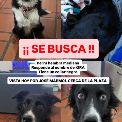 Perro perdido border collie german shepherd mix color negro