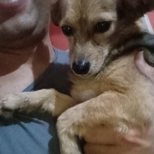 Perro perdido chihuahua, Hembra, color cafe