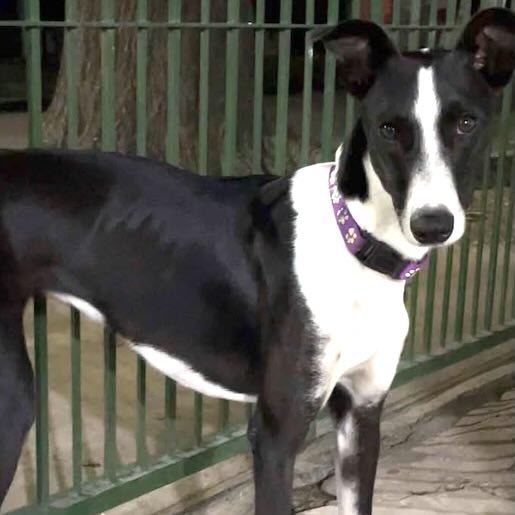 Perro perdido whippet color negro