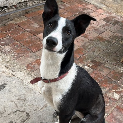 Perro perdido whippet, Hembra, color negro