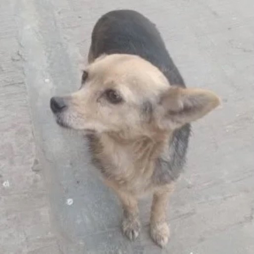Perro perdido chihuahua color cafe