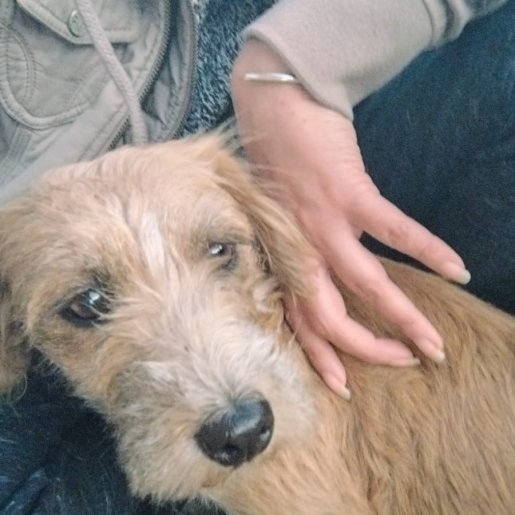Perro perdido norfolk terrier, Hembra, color cafe