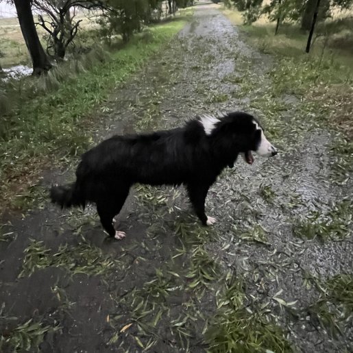 Perro perdido border collie, Macho, color negro