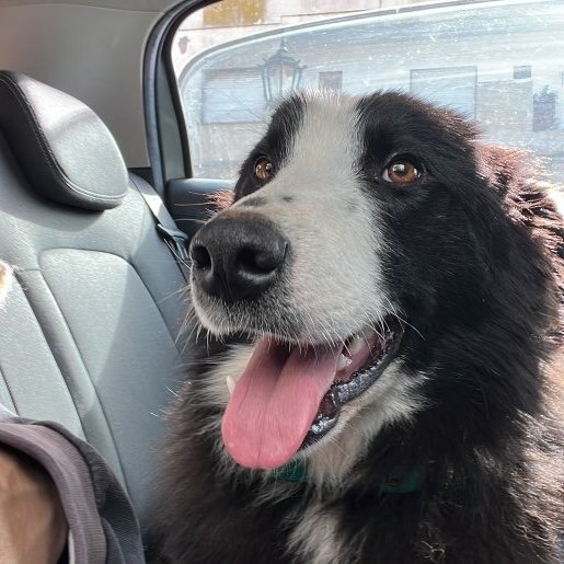 Perro perdido border collie, Macho, color negro