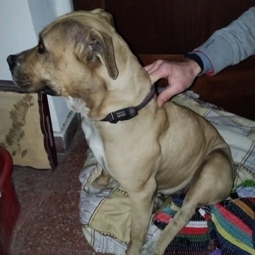 Perro perdido Hembra, color cafe
