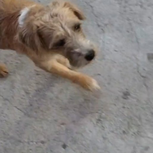 Perro perdido Hembra, color cafe