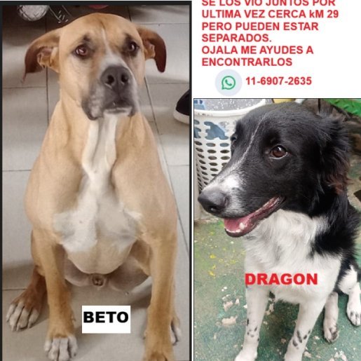 Perro perdido american pit bull, Macho, color cafe