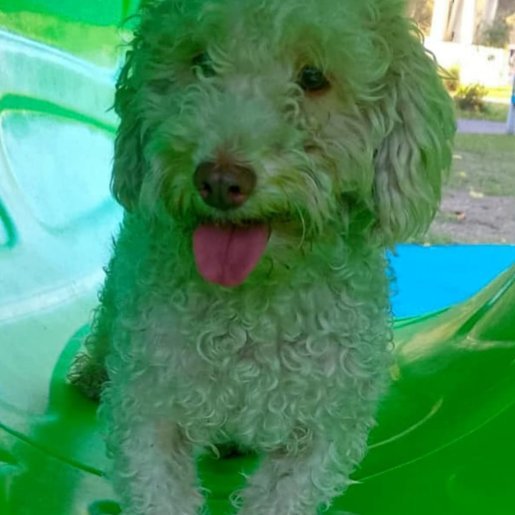 Perro perdido Macho, color blanco