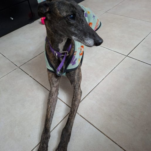 Perro perdido italian greyhound, Hembra, color cafe