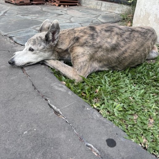 Perro perdido Hembra, color gris