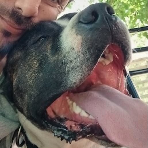 Perro perdido Macho, color cafe