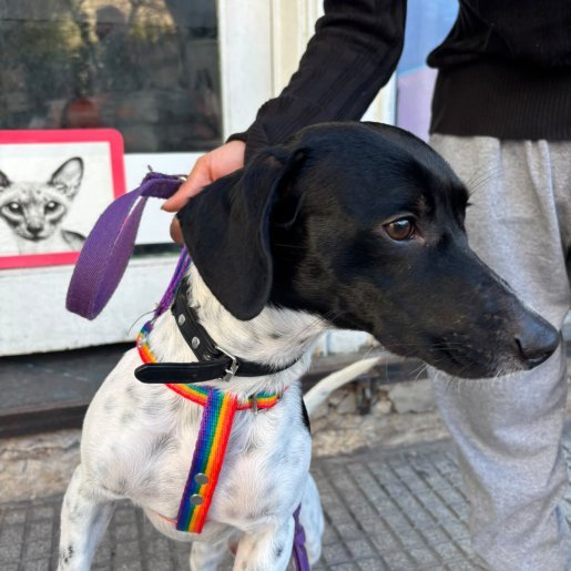 Perro perdido labmix, Macho, color blanco
