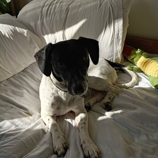 Perro perdido labmix, Macho, color blanco