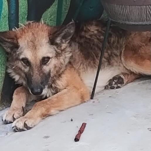 Perro perdido german shepherd, Hembra, color cafe