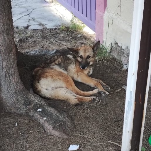 Perro perdido german shepherd, Hembra, color cafe
