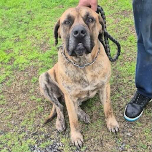 Perro perdido great dane color cafe