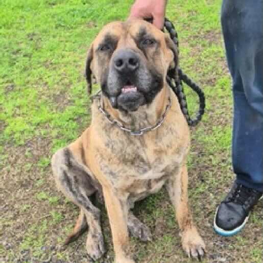 Perro perdido great dane, Macho, color cafe