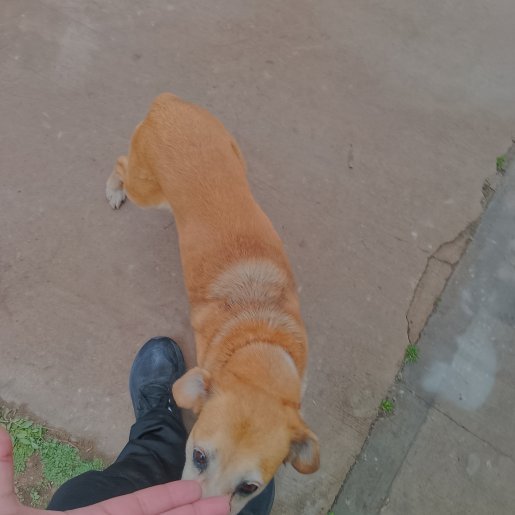 Perro perdido boxer beagle mix, Hembra, color cafe