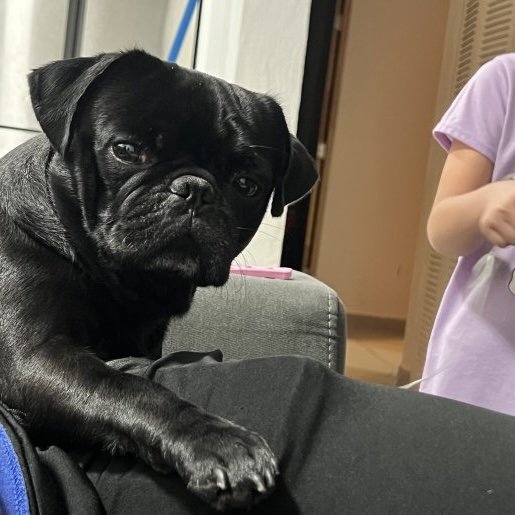 Perro perdido pug color negro