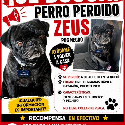 Perro perdido pug, Macho, color negro