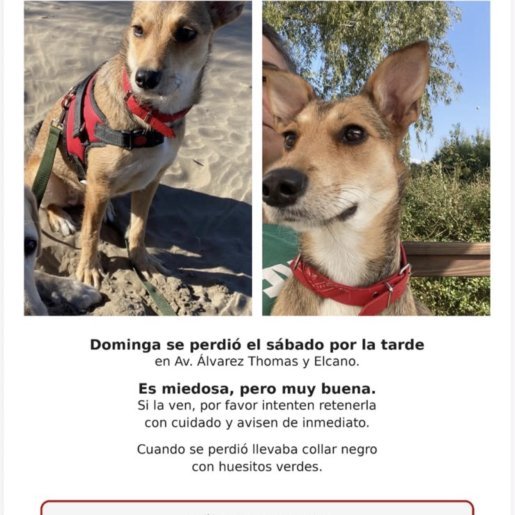 Perro perdido beagledoodle, Hembra, color cafe