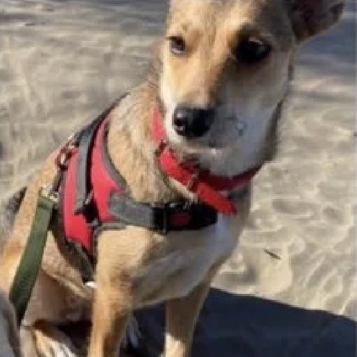 Perro perdido beagledoodle color cafe
