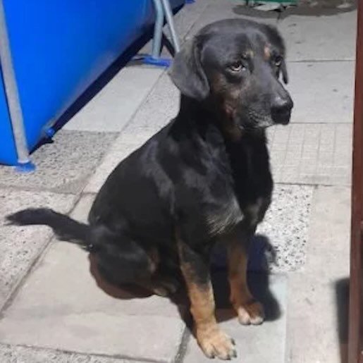 Perro perdido rottweiler color negro