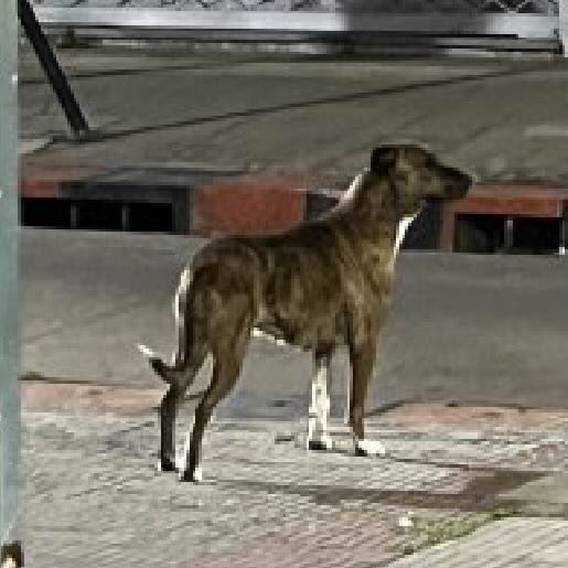 Perro perdido pitbull boxer mix color cafe