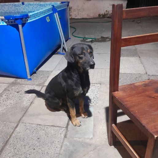Perro perdido rottweiler, Macho, color negro