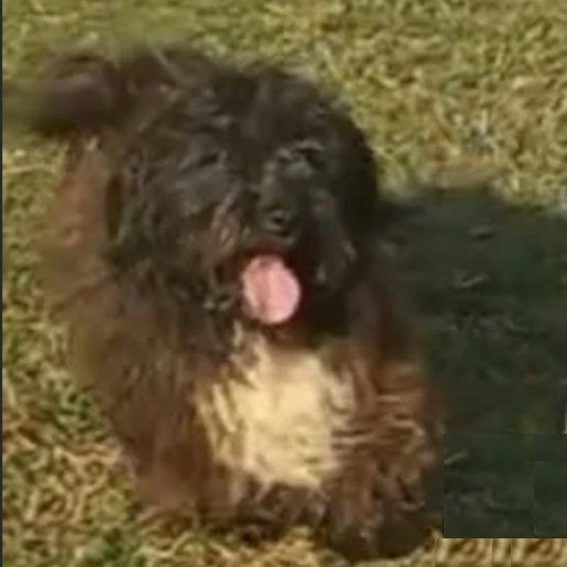 Perro perdido Macho, color negro