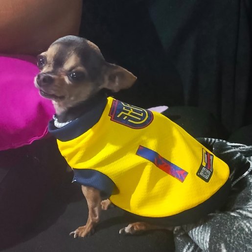 Perro perdido Hembra, color cafe