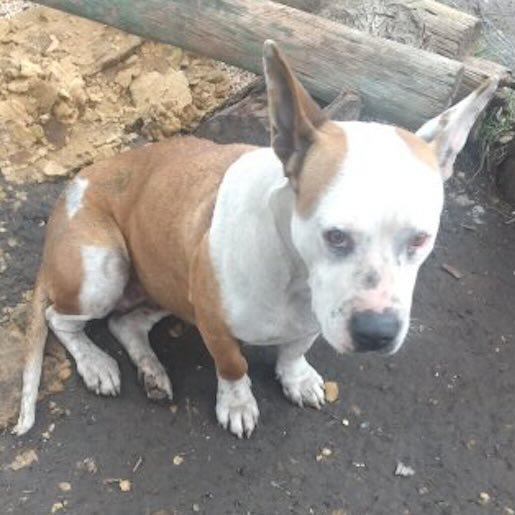 Perro perdido staffordshire bull terrier, Hembra, color cafe