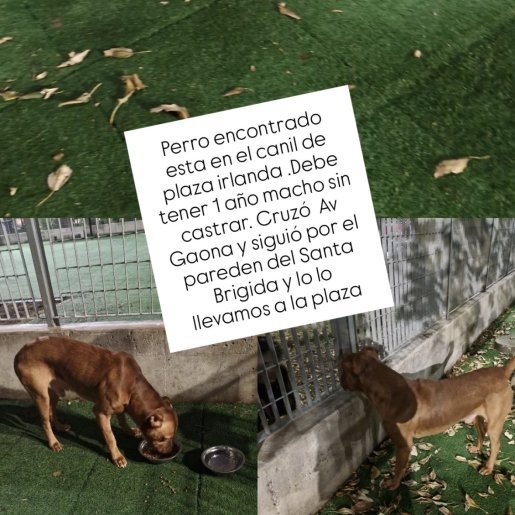 Perro perdido Macho, color cafe