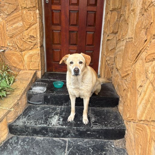 Perro perdido labrador retriever, Hembra, color cafe