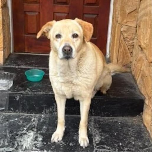 Perro perdido labrador retriever, Hembra, color cafe