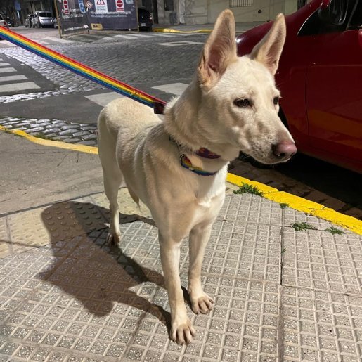 Perro perdido Hembra, color blanco