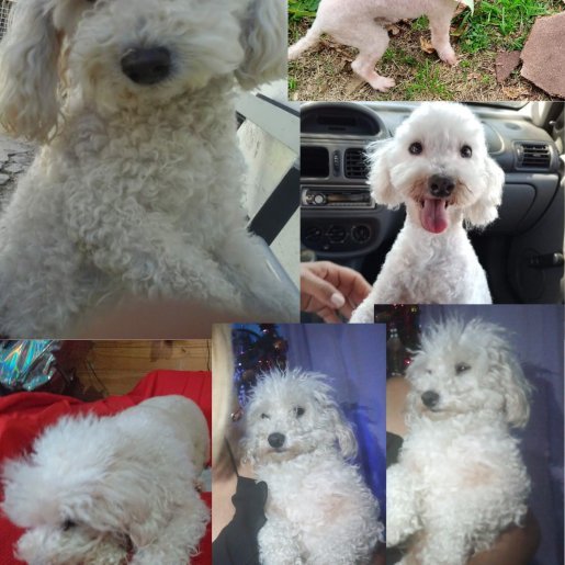 Perro perdido Macho, color blanco