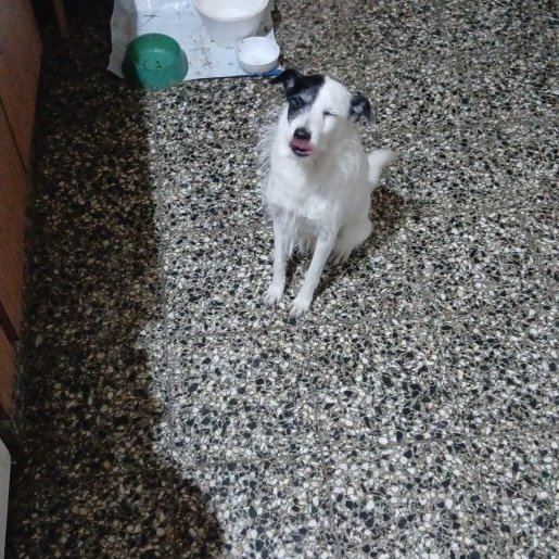 Perro perdido Macho, color blanco