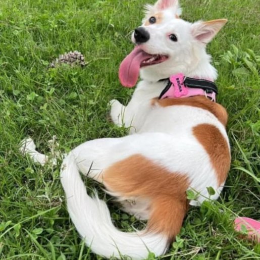 Perro perdido rat terrier, Hembra, color blanco